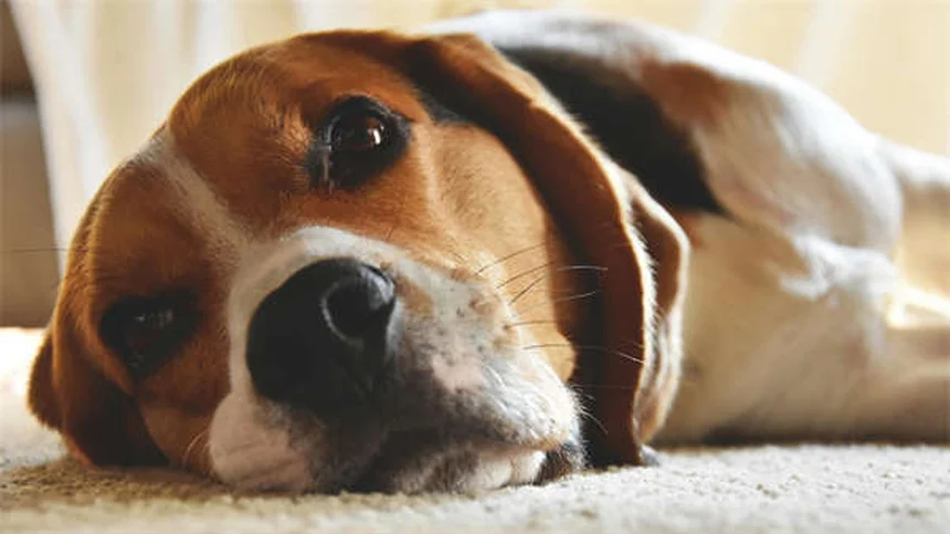 犬の味覚の秘密：人間とどう違う？知っておきたい5つのポイント