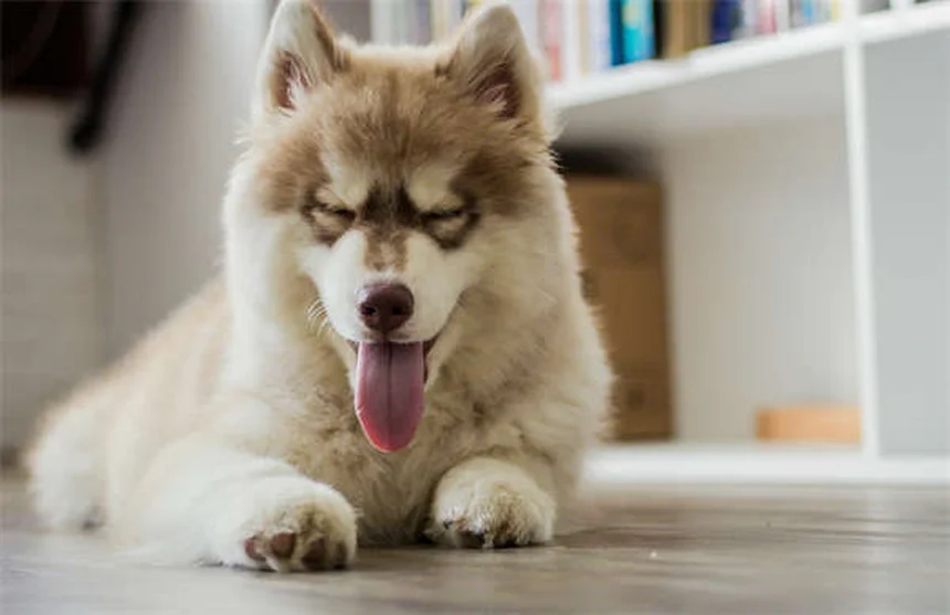 愛犬をクリスマスツリーの危険から守る6つの安全対策