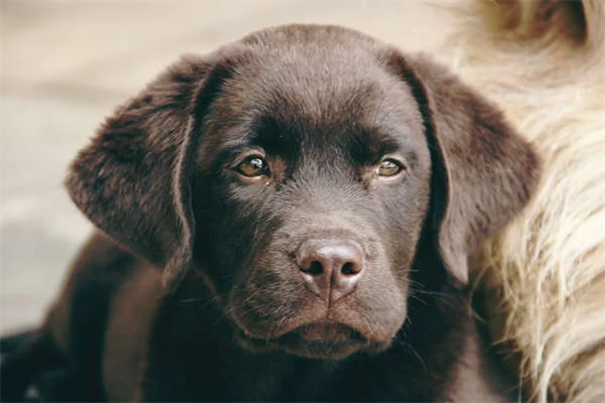 愛犬をクリスマスツリーの危険から守る6つの安全対策