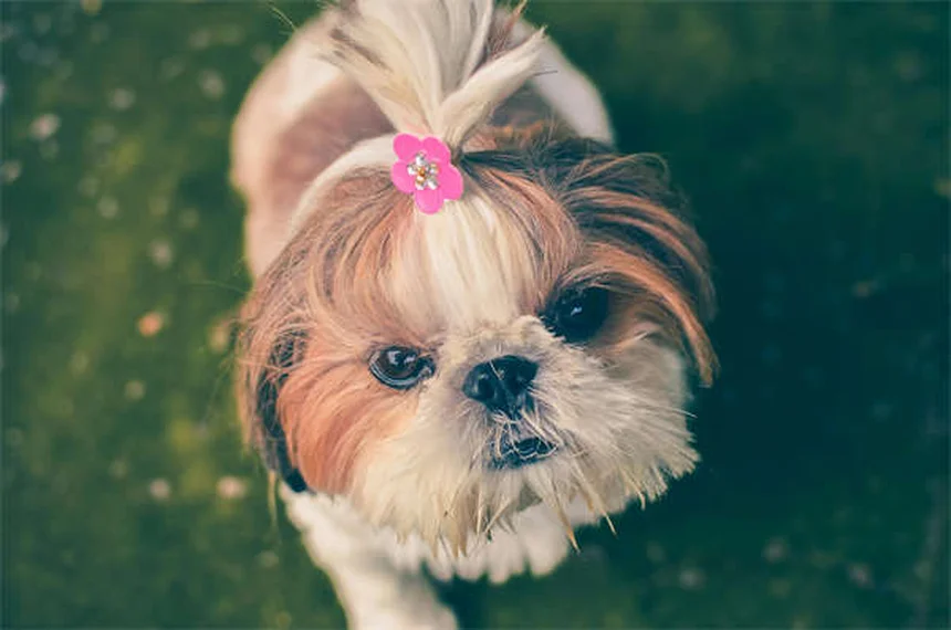 飛行機で犬を落ち着かせる7つのコツ：飼い主の緊張がカギ