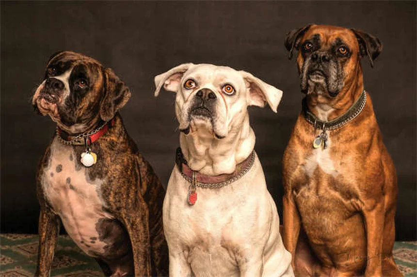 犬用ガバペンチンって知っていますか？効果や使い方、副作用まで全て解説