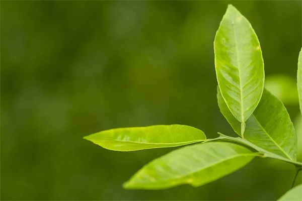 馬の干草のカビ、見分け方は？給餌前のチェック法と保存のコツ