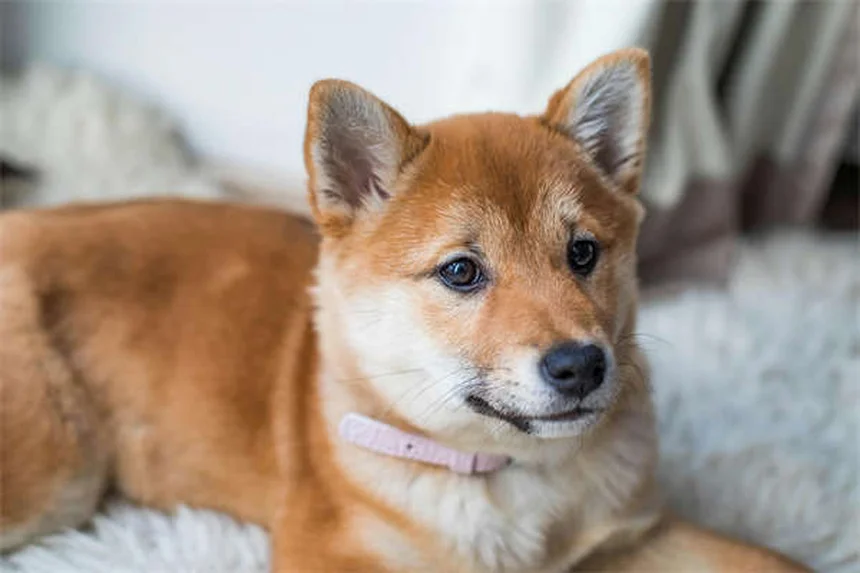馬の干草のカビ、見分け方は？給餌前のチェック法と保存のコツ