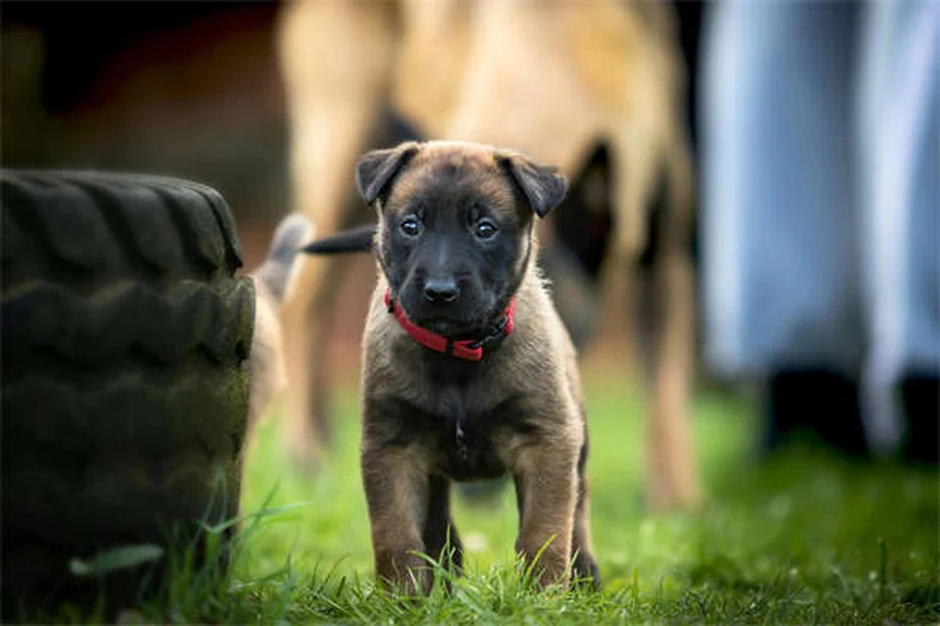 メス犬のマウンティング、本当の理由と正しい対処法