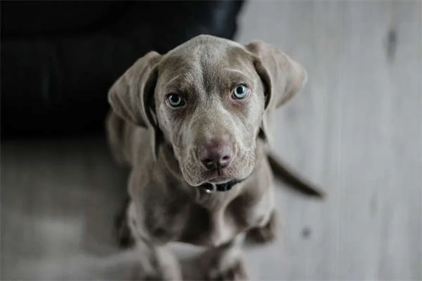 メス犬のマウンティング、本当の理由と正しい対処法