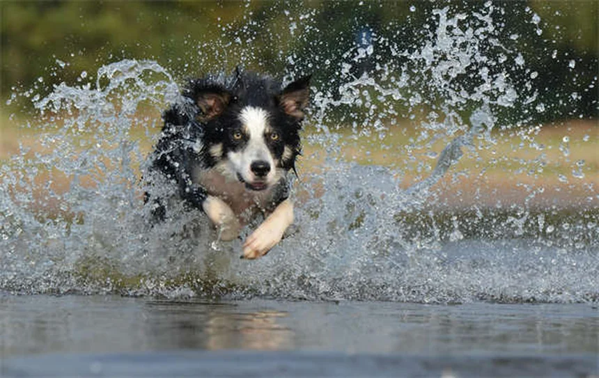 犬と猫のレベチラセタム完全ガイド！効果・副作用・使い方を獣医師が解説