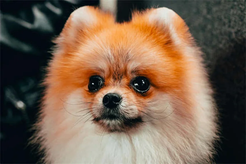 犬と猫のレベチラセタム完全ガイド！効果・副作用・使い方を獣医師が解説