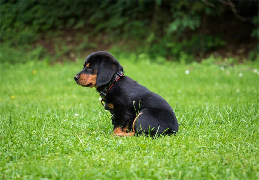 犬と猫のレベチラセタム完全ガイド！効果・副作用・使い方を獣医師が解説