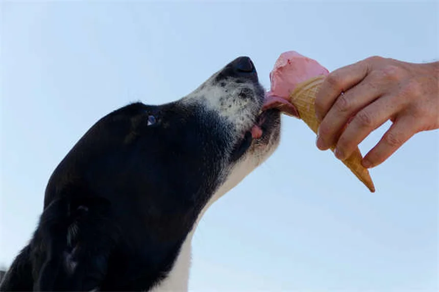 ウサギの餌、実はニンジンだけじゃダメ！正しいあげ方と間違いやすいポイント