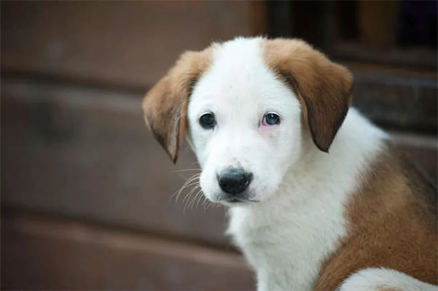 子犬用フードと成犬用フードの栄養比較｜違いを徹底解説