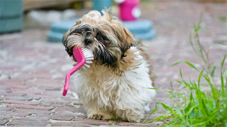 犬に蜂蜜は安全？獣医師が教える適量と3つの与え方