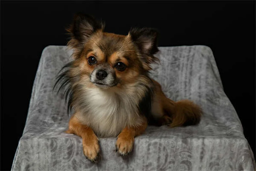 犬に蜂蜜は安全？獣医師が教える適量と3つの与え方