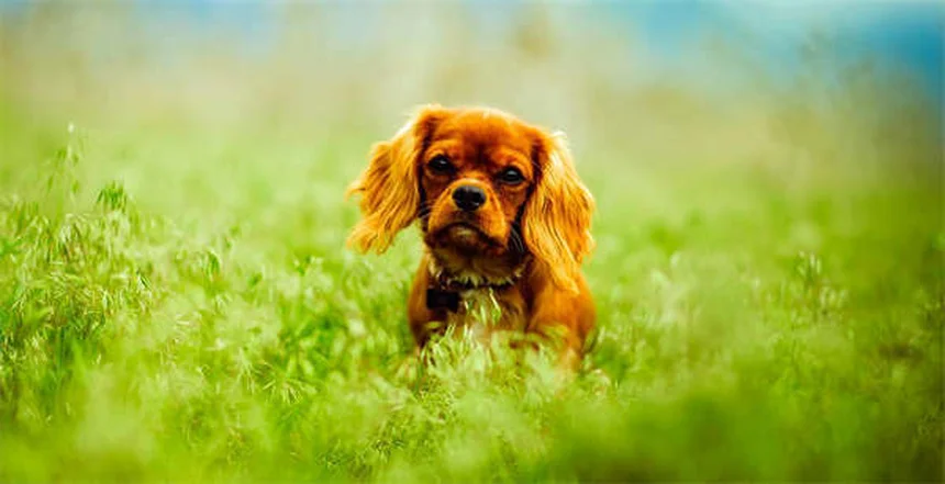 犬に蜂蜜は安全？獣医師が教える適量と3つの与え方