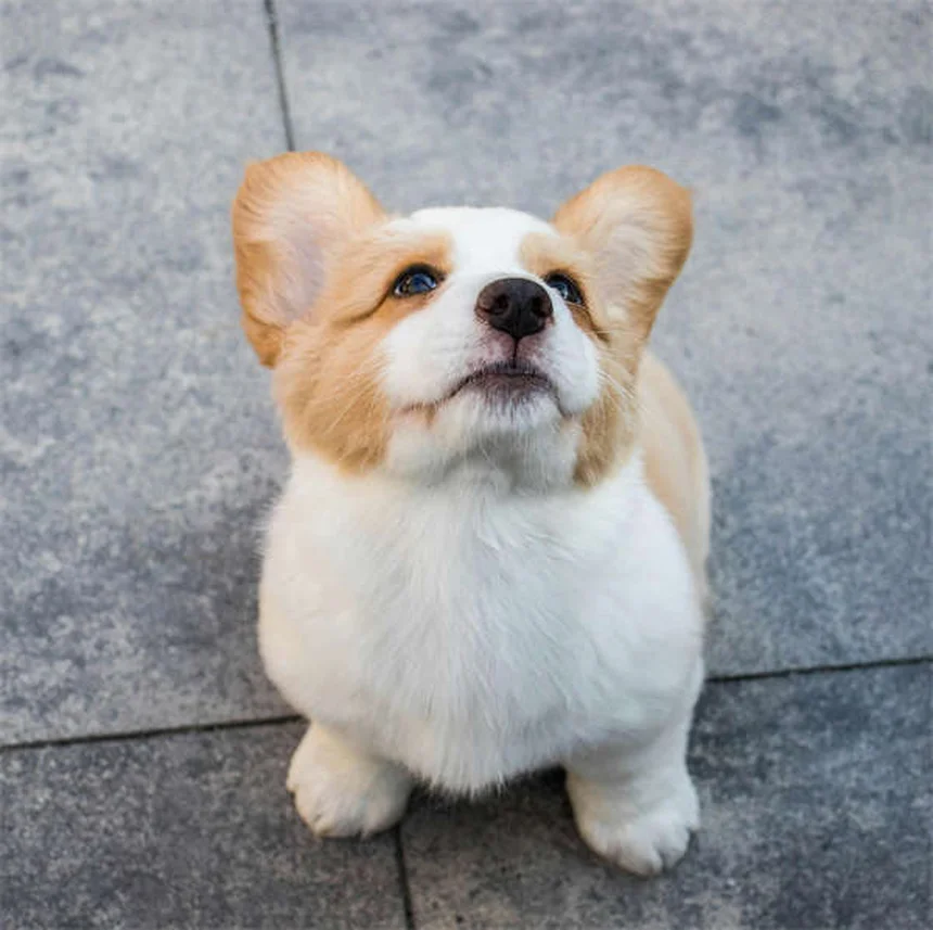 アパートで犬を飼いたい人必見！最適な犬種20選