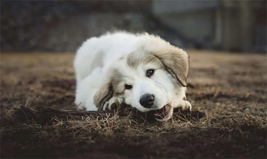 犬のサインを読むコツ！吠えの意味やカーミングシグナルが簡単にわかる