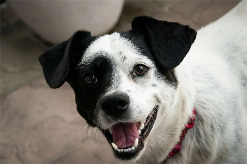 【衝撃】犬猫の93％が歯周病に！VOHC認証で安心ペット歯ケア