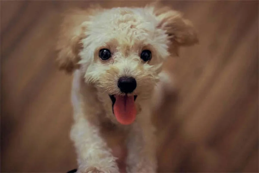 犬・猫の痛み止めブプレノルフィン、副作用と安全な使い方