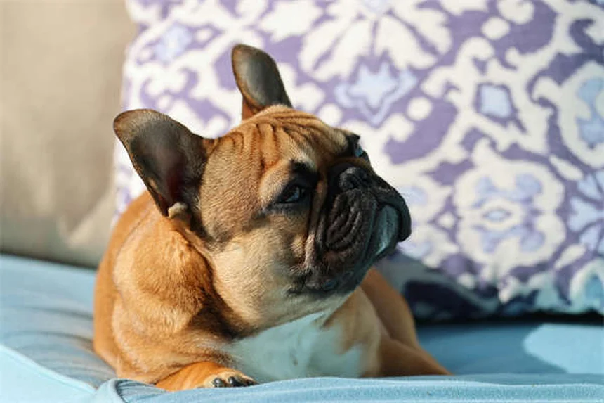 犬の出産完全ガイド！準備からアフターケアまで読むだけで安心